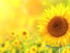 Morgan Center for Counseling and Wellbeing, Inc.
