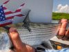 Ole Florida Fly Shop Inc