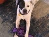 Serenity pet sitting and dog walking