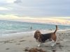 Weekend Dog Beach