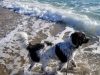 Weekend Dog Beach