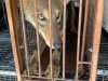 Wildlife Removal Services