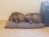 Boca Veterinary Clinic