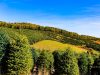 Hart-T-Tree Farms