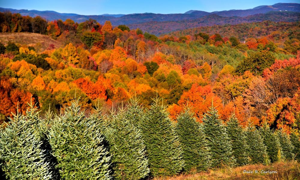 Hart-T-Tree Farms