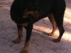 Lisa's Leashes Pet Sitting Services