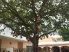 Pine Crest School