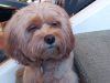 Serenity pet sitting and dog walking