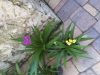 Serenity pet sitting and dog walking