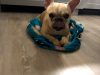 Boca Midtowne Animal Hospital