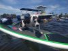 Boca Midtowne Animal Hospital
