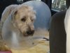 Lund Animal Hospital