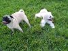 Mizner Bark Dog Park
