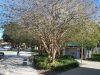 Sand Pine Park