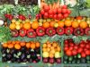 Boca Wellness & Nutrition Services