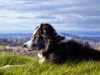 Calming K9s