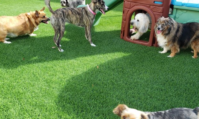 Camp Canine