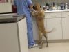 Compassionate Care Animal Clinic