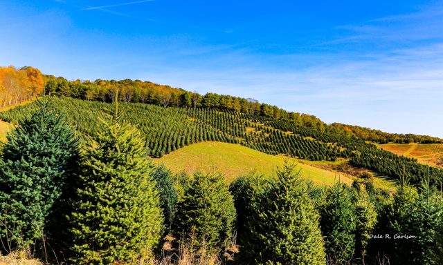 Hart-T-Tree Farms