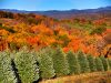 Hart-T-Tree Farms