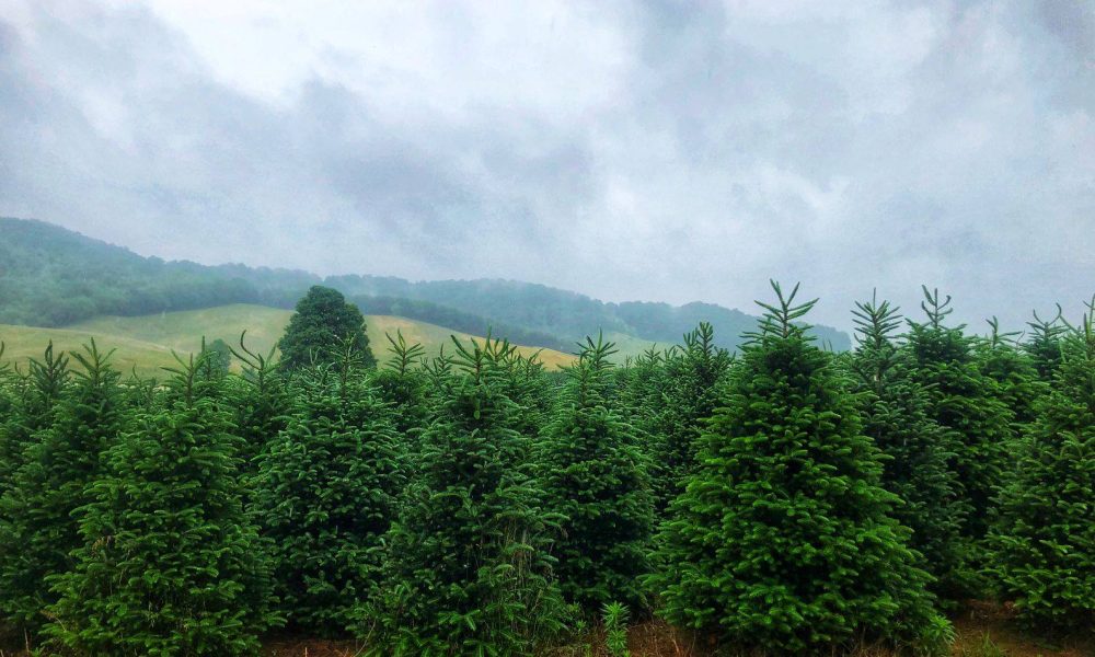 Hart-T-Tree Farms