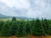 Hart-T-Tree Farms