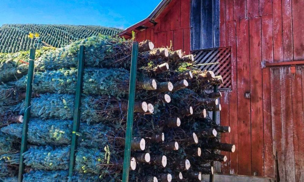Hart-T-Tree Farms