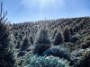 Hart-T-Tree Farms