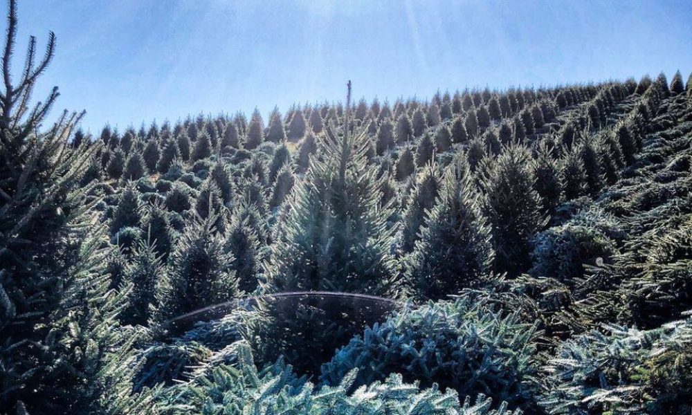 Hart-T-Tree Farms