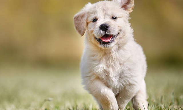 Pattering Paws Pet Sitting & Dog walking