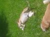 Pet Pal Delray Beach