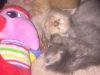 Taylor's Dog Walking and Pet Sitting: Rover.com
