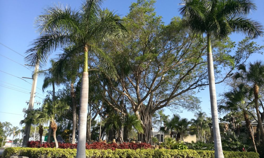 ARIUM Boca Raton