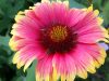 Boca Raton Community Garden