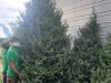 Happy holidays Christmas trees