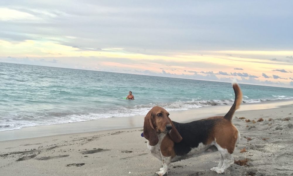 Weekend Dog Beach