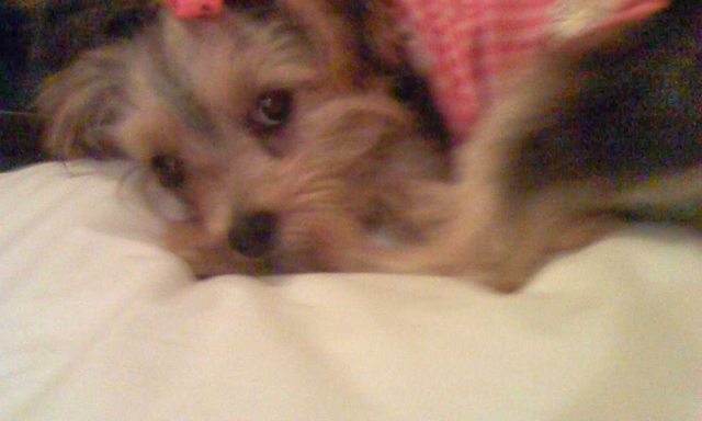 5 Paw Pets Delray Beach