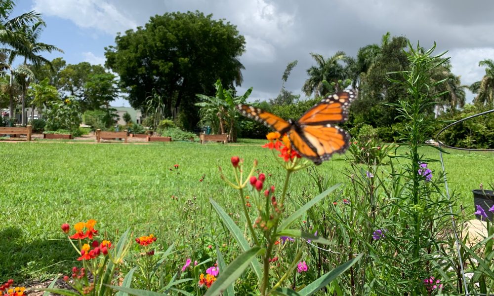 Boca Raton Community Garden