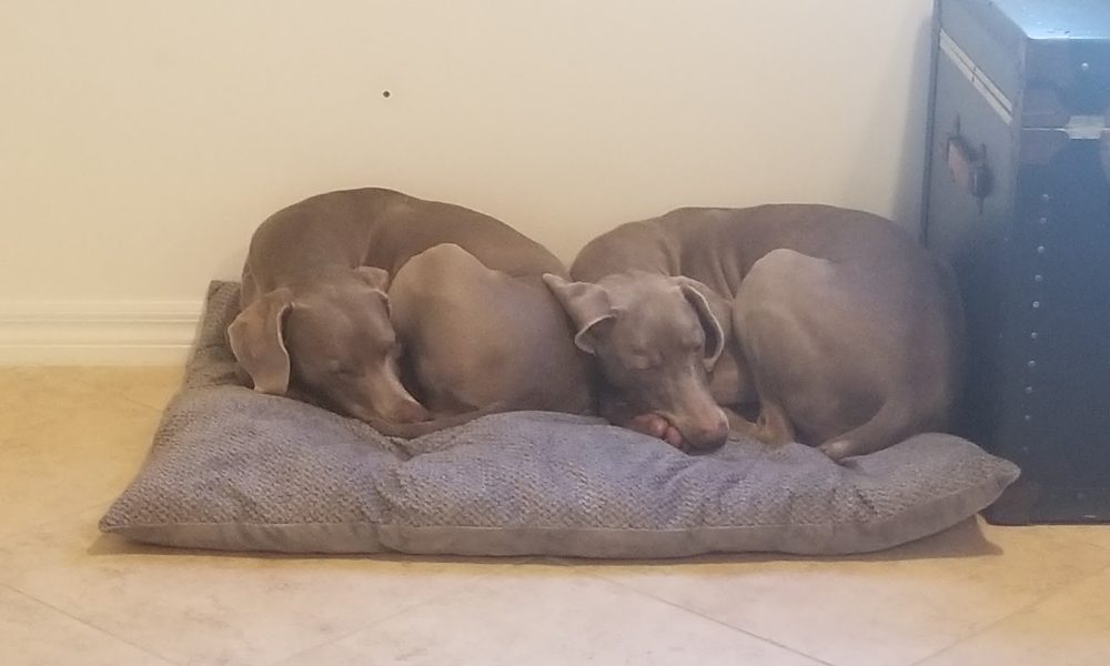 Boca Veterinary Clinic