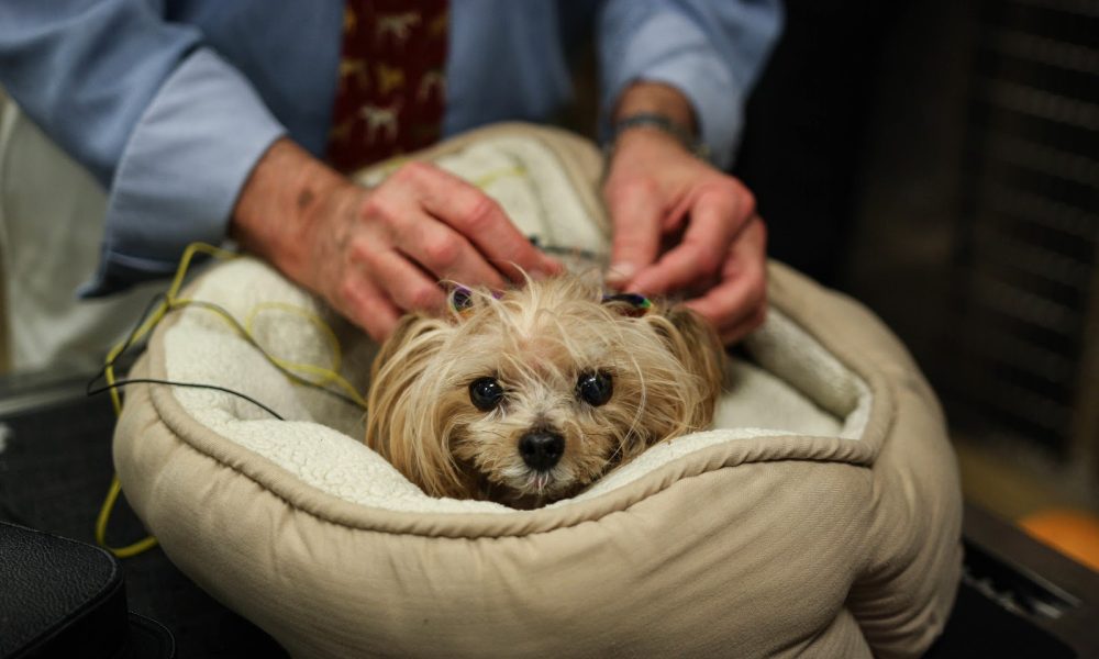 Calusa Veterinary Center