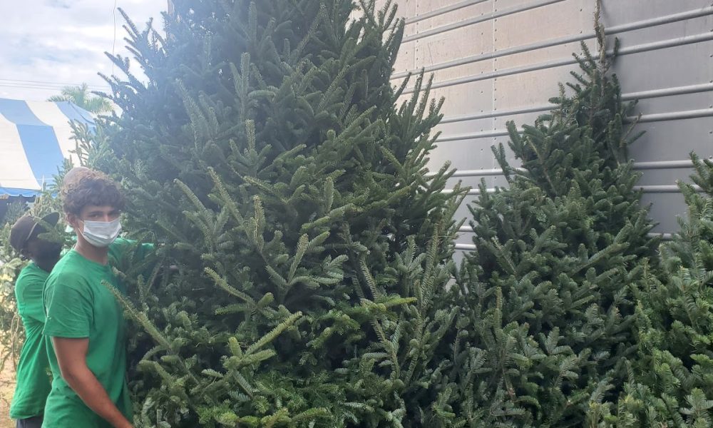 Happy holidays Christmas trees