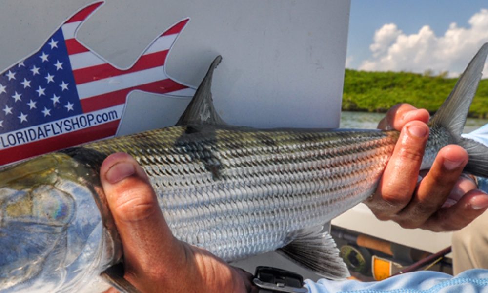Ole Florida Fly Shop Inc