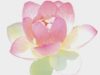 The Lotus Center of Oriental Medicine