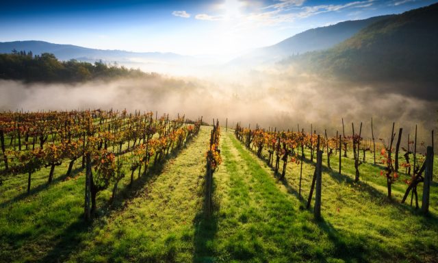 Winetraveler